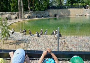 Dzieci oglądają pingwiny przylądkowe.