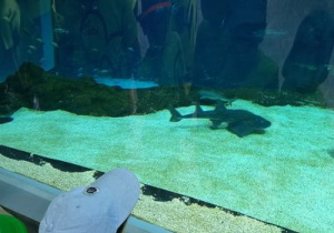 Dzieci oglądają ryby w akwarium.