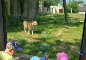 Dzieci przy wybiegu dla tygrysów.