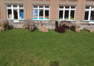 Alpaki odpoczywają na trawie.