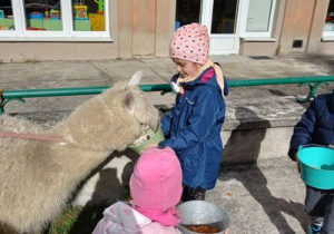 Dzieci karmią alpaki.