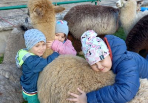 Dzieci przytulają się do alpak.