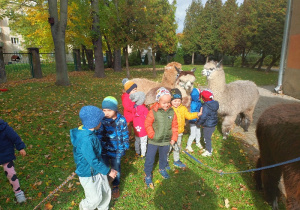 Dzieci prowadzą je na uprzęży po ogrodzie przedszkolnym.