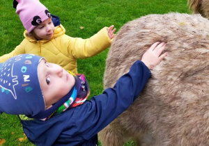 Dzieci dotykają futra alpaki.