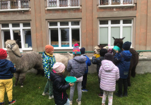 Dzieci stoją obok alpak.