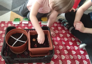 Dziewczynka sadzi cebulę.