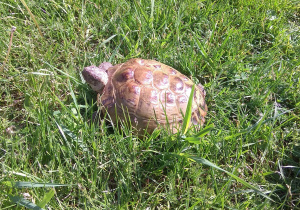 Żółw spaceruje w ogrodzie przedszkolnym.