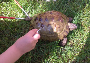 Dzieci smarują skorupę żółwia witaminą nałożoną na pędzelki.