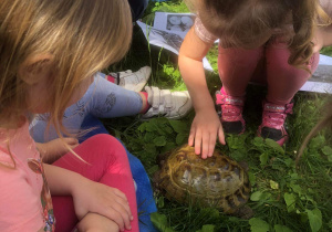 Dzieci sprawdzają twardość skorupy żółwia.