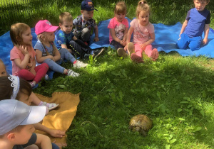 Dzieci obserwują zachowanie żółwia na trawie.