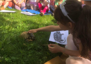 Dziewczynka dotyka żółwia.