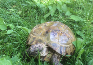 Żółw na trawie.
