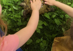 Dzieci dotykają żółwia.