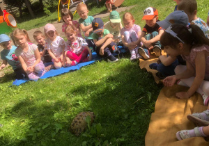 Dzieci obserwują zachowanie żółwia na trawie.