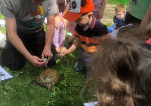 Dzieci smarują skorupę żółwia mieszanką witamin.