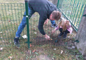 Tata z córką sadzą cebulki krokusów.