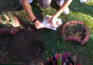 Dzieci sadzą cebulki krokusów.
