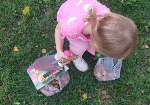 Dziewczynka wybiera cebulki do zasadzenia.