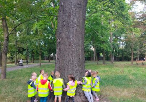 Dzieci mierzą drzewo - pomnik przyrody.