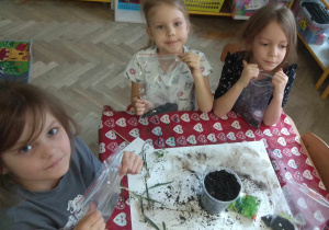 Dziewczynki zasadziły fasolki.
