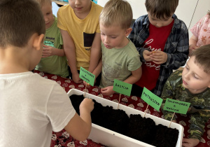 Dzieci zakładają ogródek w sali.
