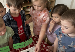 Dzieci sadzą nasiona szczypiorku.