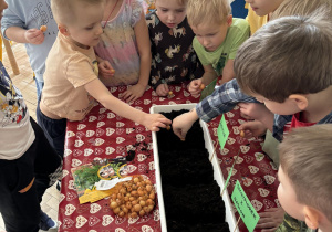 Dzieci sadzą cebulki.