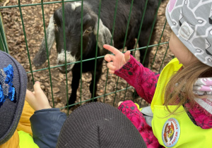 Dzieci oglądają kozę.