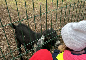 Dzieci oglądają kozę.