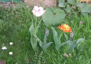 Kwitnące tulipany w naszym ogrodzie.