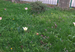 Kwitnące tulipany w naszym ogrodzie.
