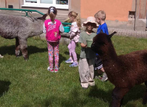 Alpaki wśród dzieci z grupy zielonej i niebieskiej.