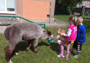 Dzieci, trzymając wiaderka z plasterkami buraków, karmią alpaki.