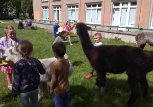 Dzieci, trzymając wiaderka z plasterkami buraków, karmią alpaki.