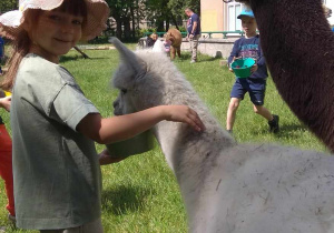 Dziewczynka karmi alpaki.