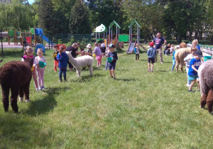 Dzieci karmią alpaki w przedszkolnym ogrodzie.