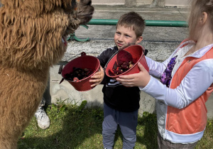 Dzieci karmią alpaki.