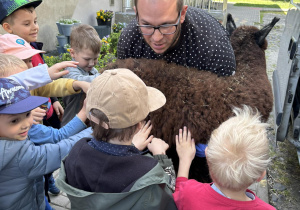 Dzieci odprowadzają alpaki do samochodu.