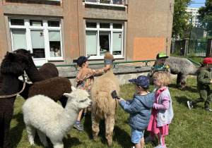 Dzieci karmią i wyczesują alpaki.