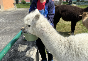 Dzieci karmią i wyczesują alpaki.