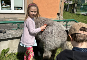 Dzieci karmią i wyczesują alpaki.