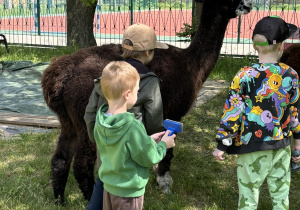 Dzieci karmią i wyczesują alpaki.