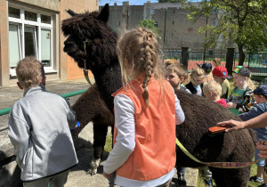 Dzieci karmią i wyczesują alpaki.