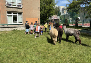 Dzieci odprowadzają alpaki.