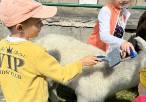 Dzieci karmią i wyczesują alpaki.