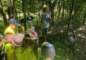 Dzieci karmią kozy.