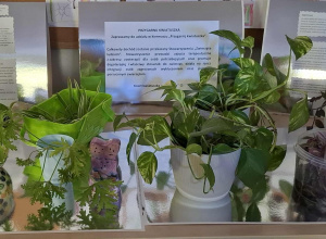 Przygarnij kwiatuszka