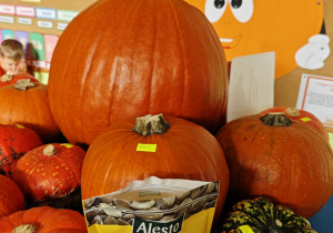 Na stoliku ustawione są dynie i nasiona dyń.