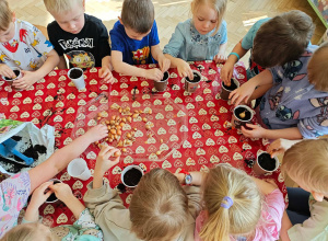 Sadzimy cebulki na szczypiorek