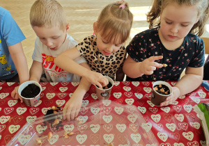 Dzieci przeliczają cebulki.